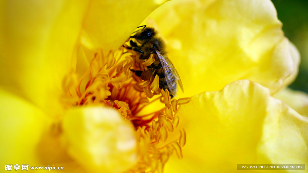 蜜蜂花间采蜜图片