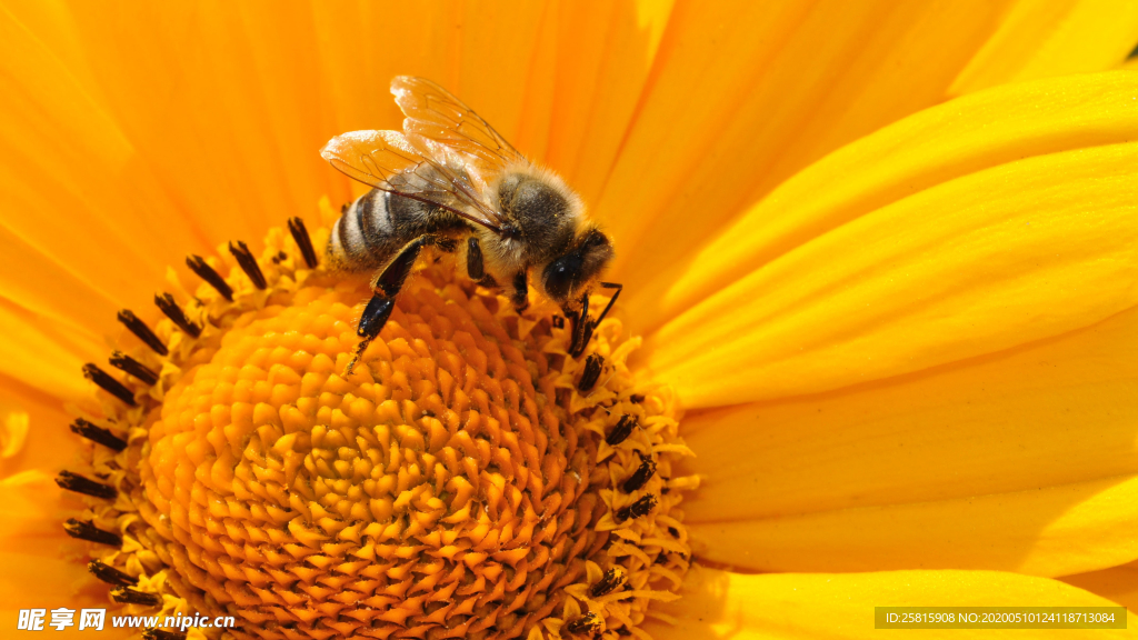 蜜蜂花间采蜜图片