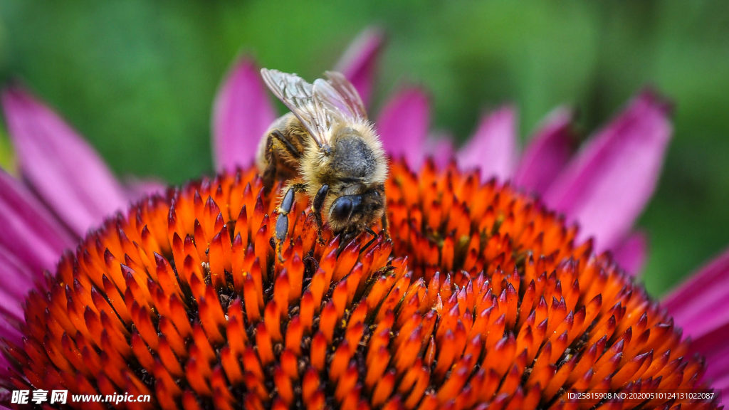 蜜蜂花间采蜜图片