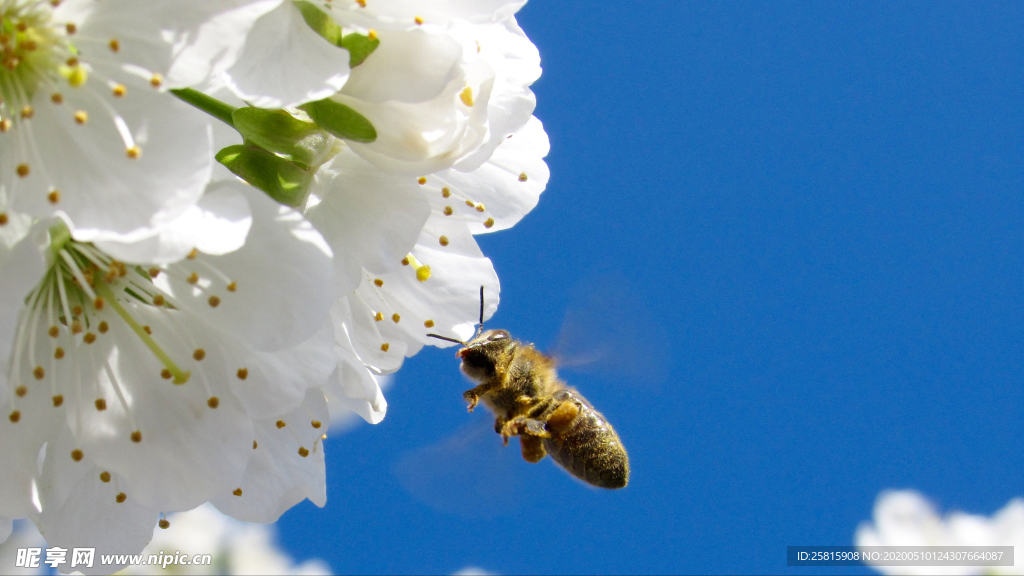 蜜蜂花间采蜜图片