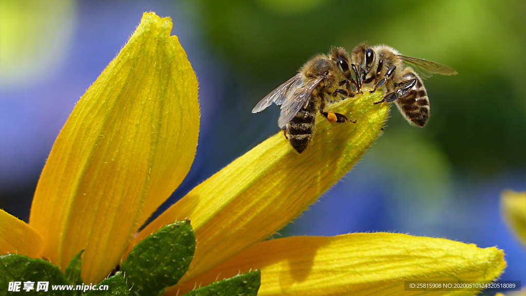 蜜蜂花间采蜜图片