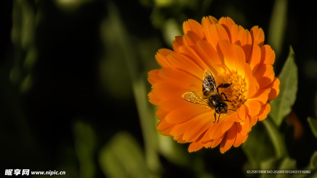 蜜蜂花间采蜜图片