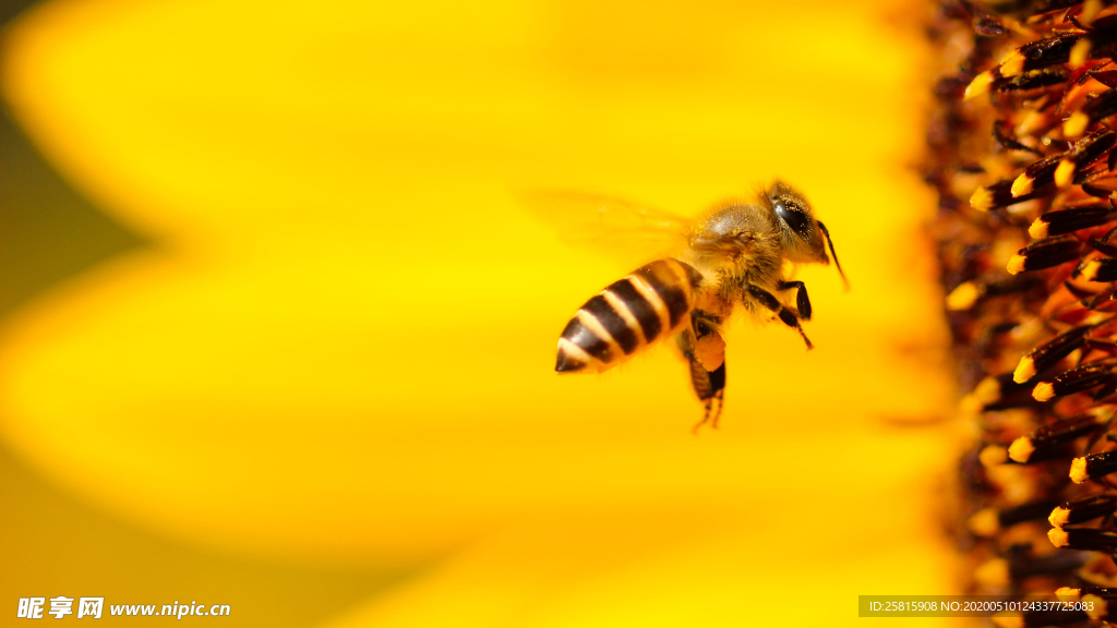 蜜蜂花间采蜜图片