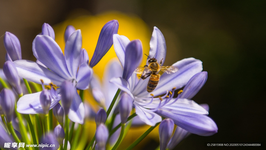 蜜蜂花间采蜜图片
