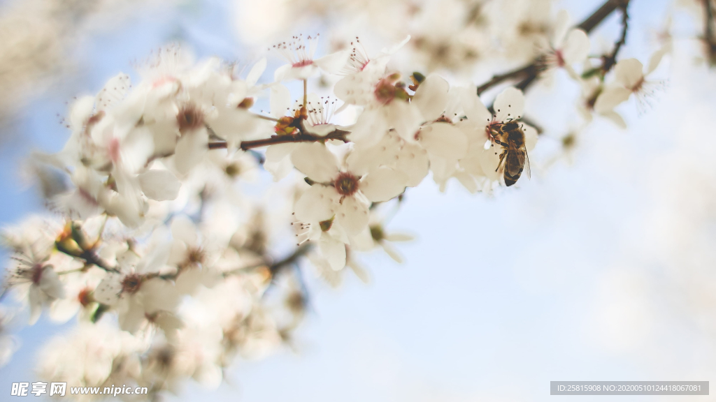 蜜蜂花间采蜜图片