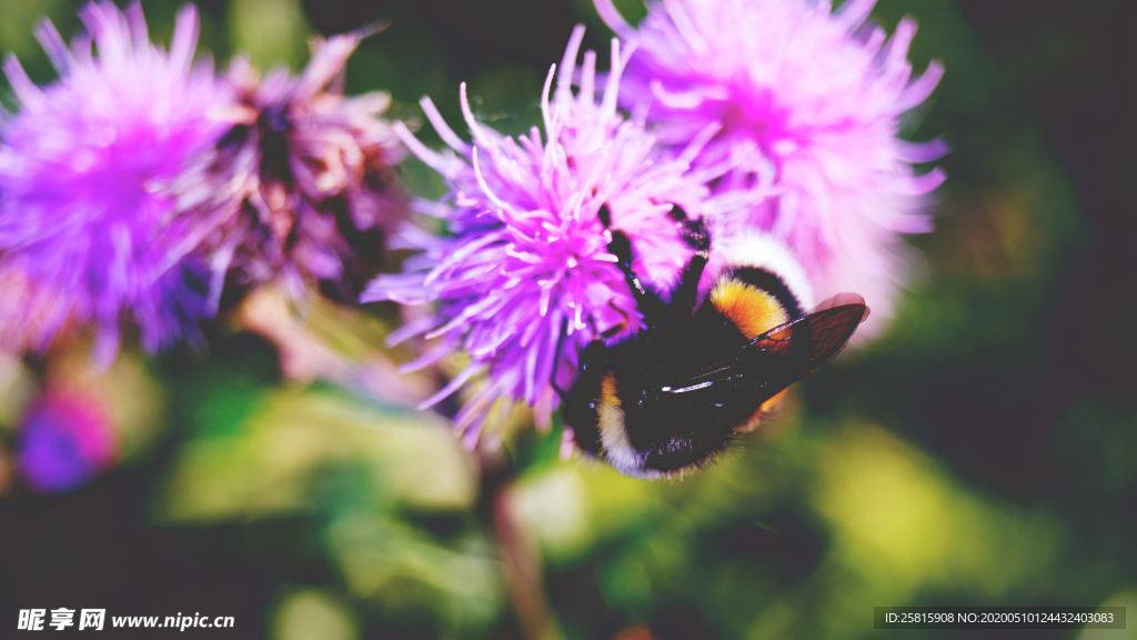 蜜蜂花间采蜜图片