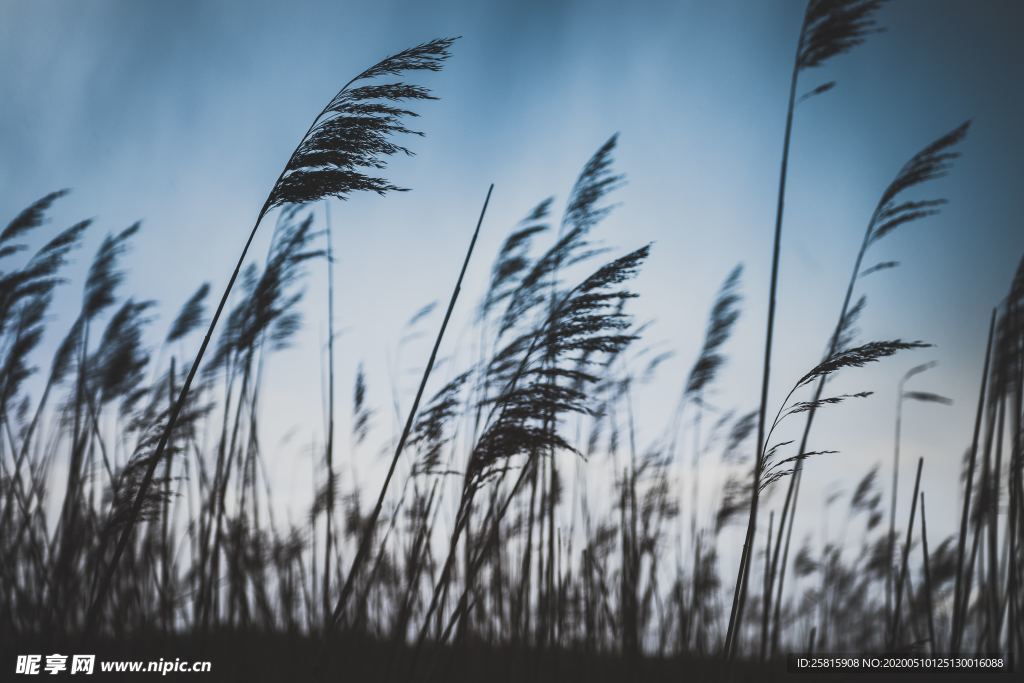 芦苇草丛飞絮图片