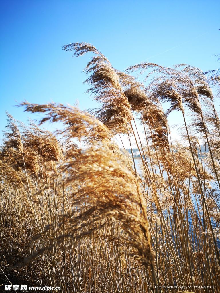 芦苇草丛飞絮图片