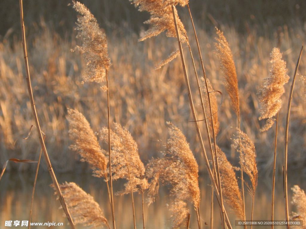 芦苇草丛飞絮图片