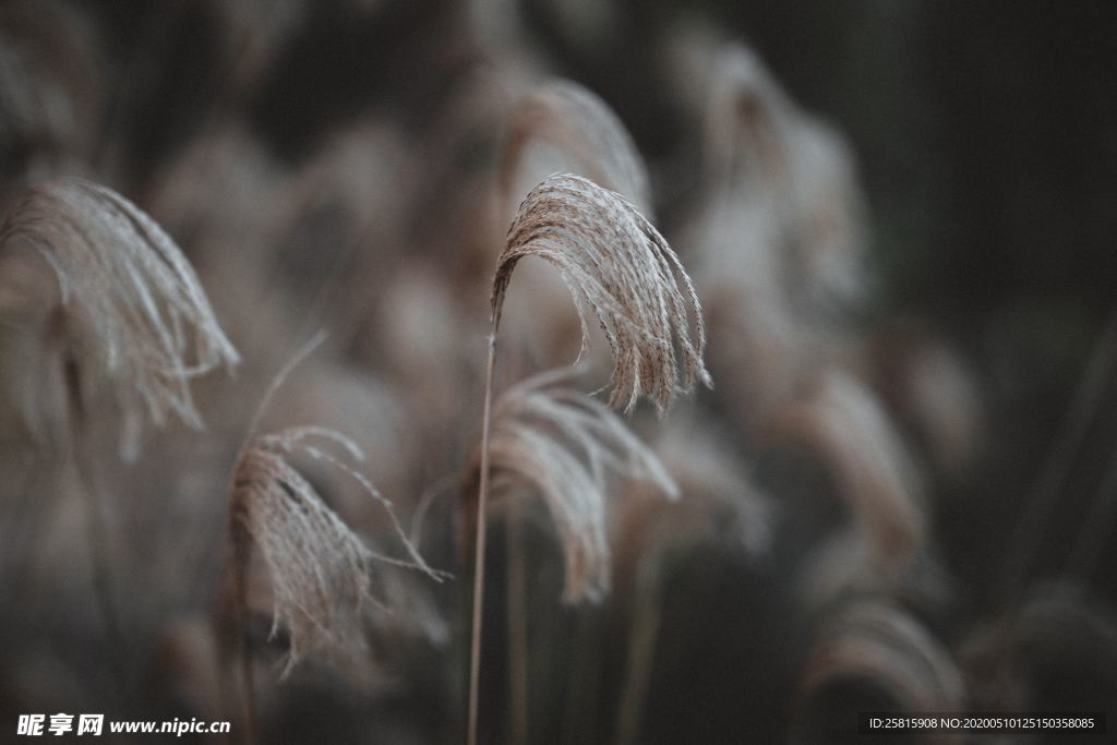 芦苇草丛飞絮图片