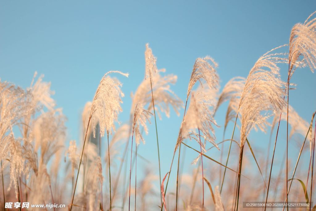 芦苇草丛飞絮图片