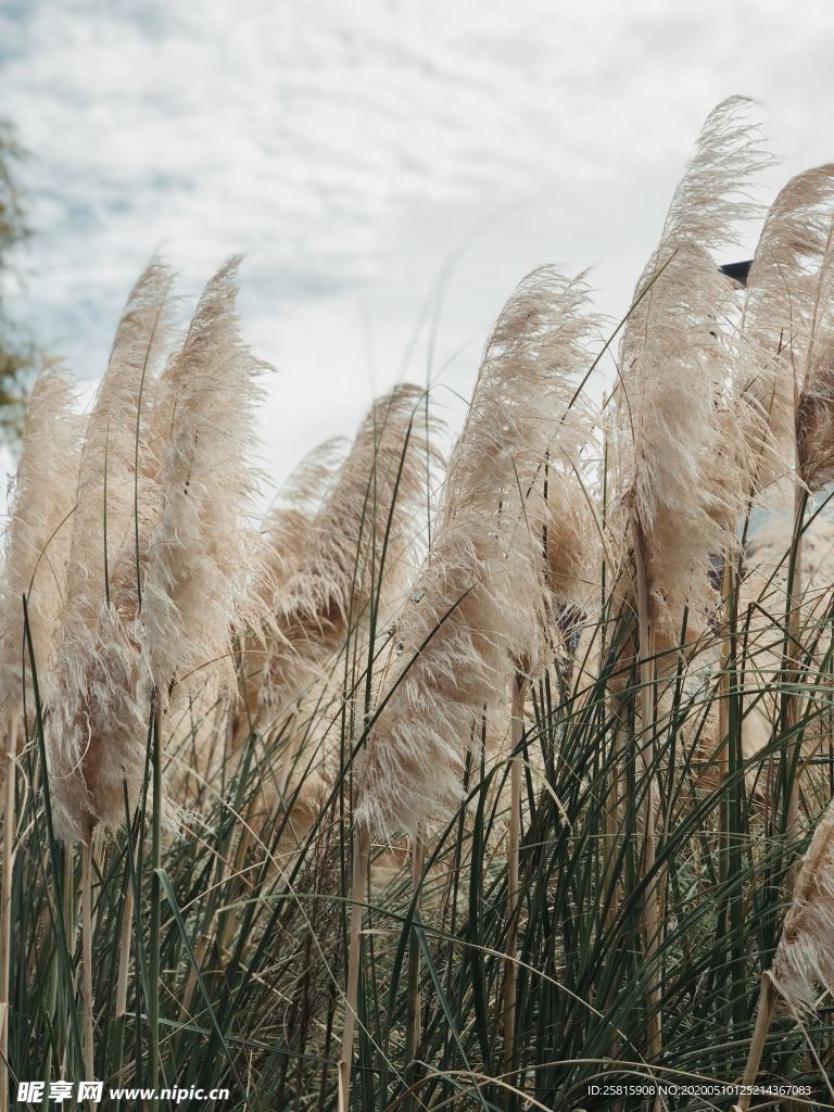 芦苇草丛飞絮图片