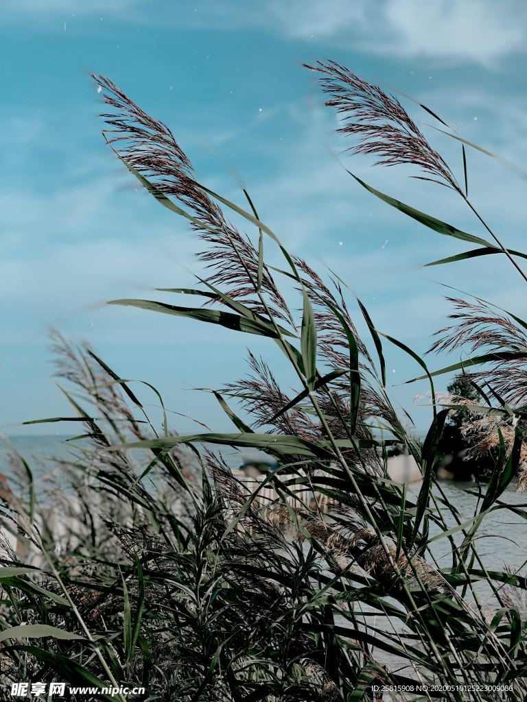 芦苇草丛飞絮图片