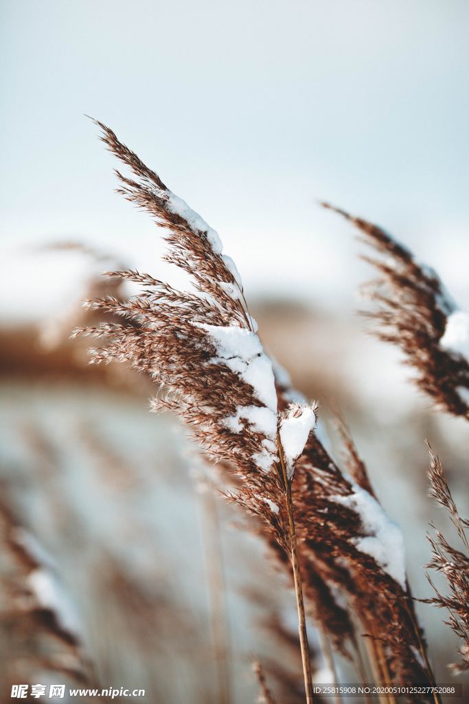 芦苇草丛飞絮图片