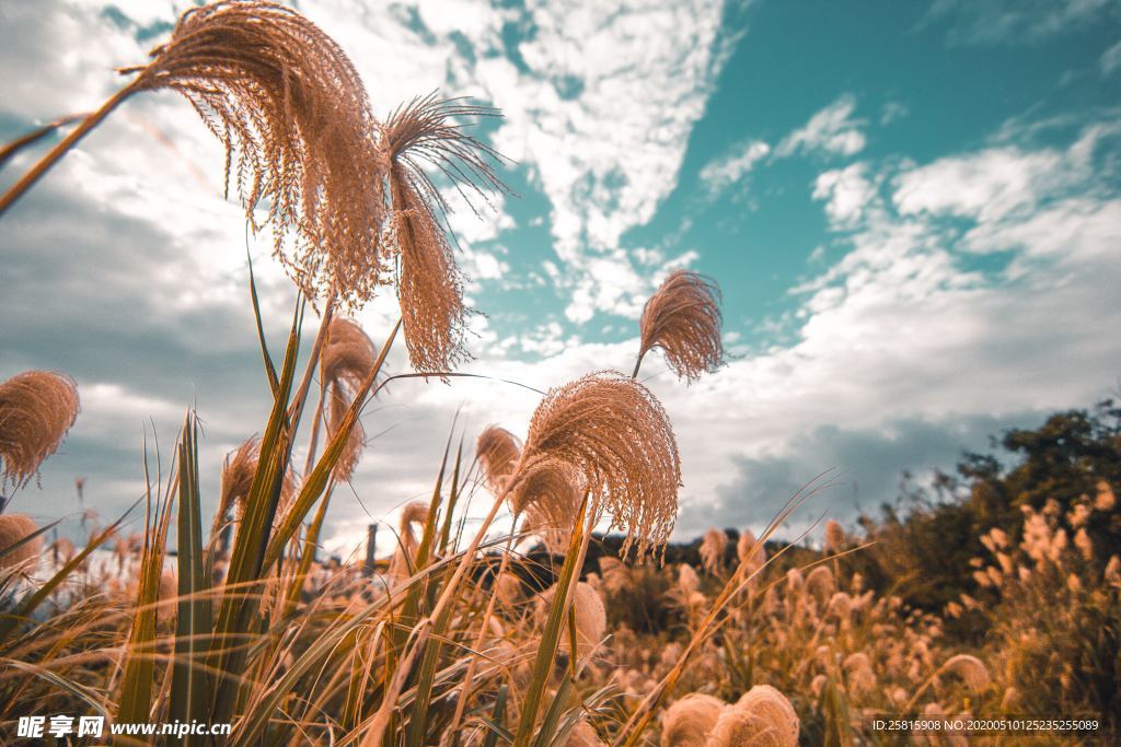 芦苇草丛飞絮图片