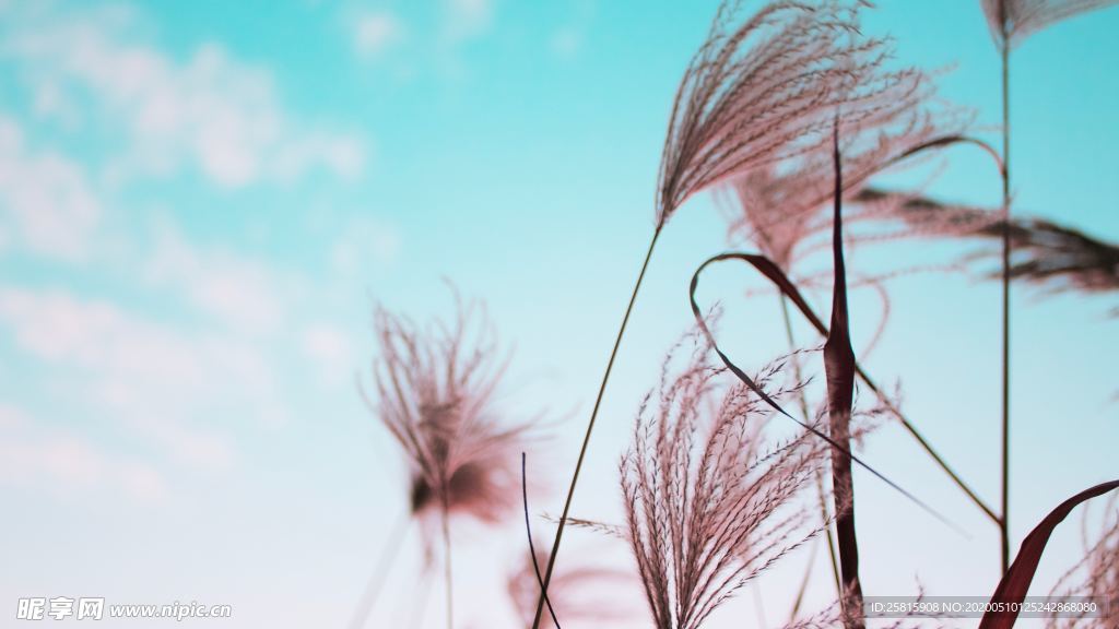 芦苇草丛飞絮图片