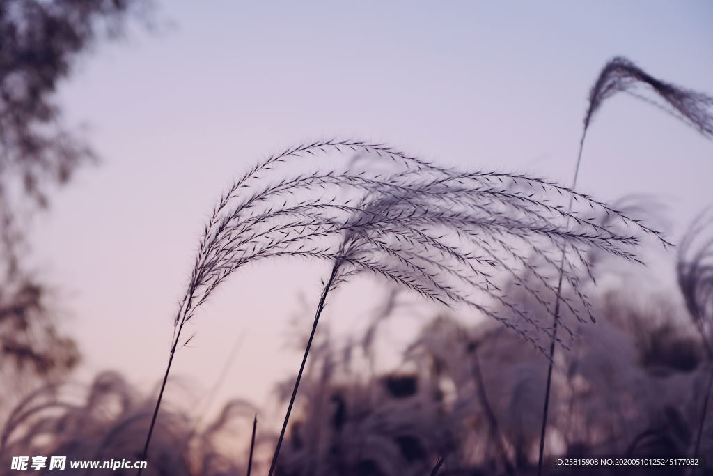 芦苇草丛飞絮图片