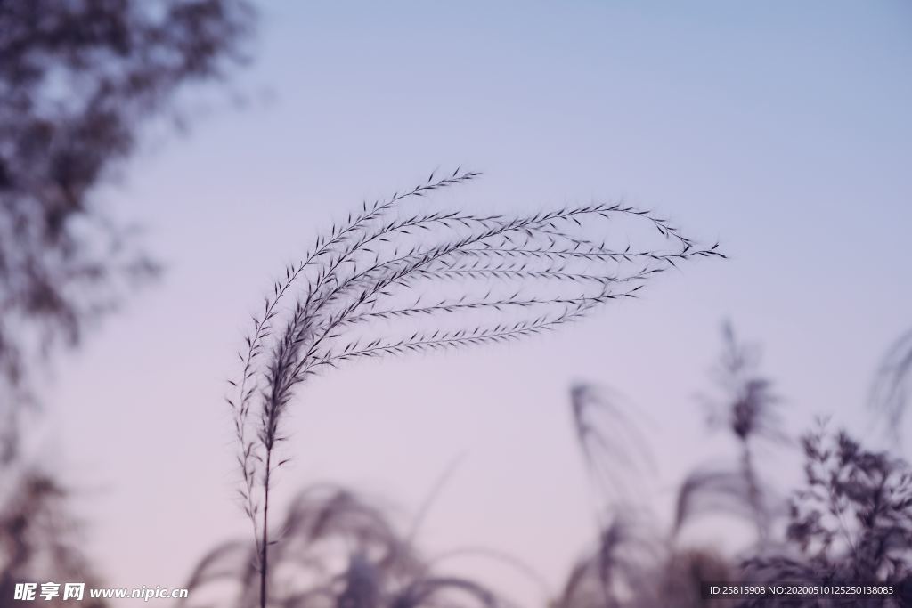 芦苇草丛飞絮图片