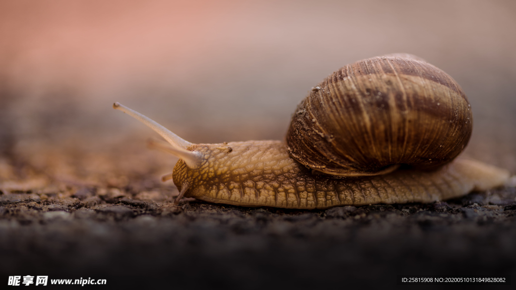 蜗牛微距图片