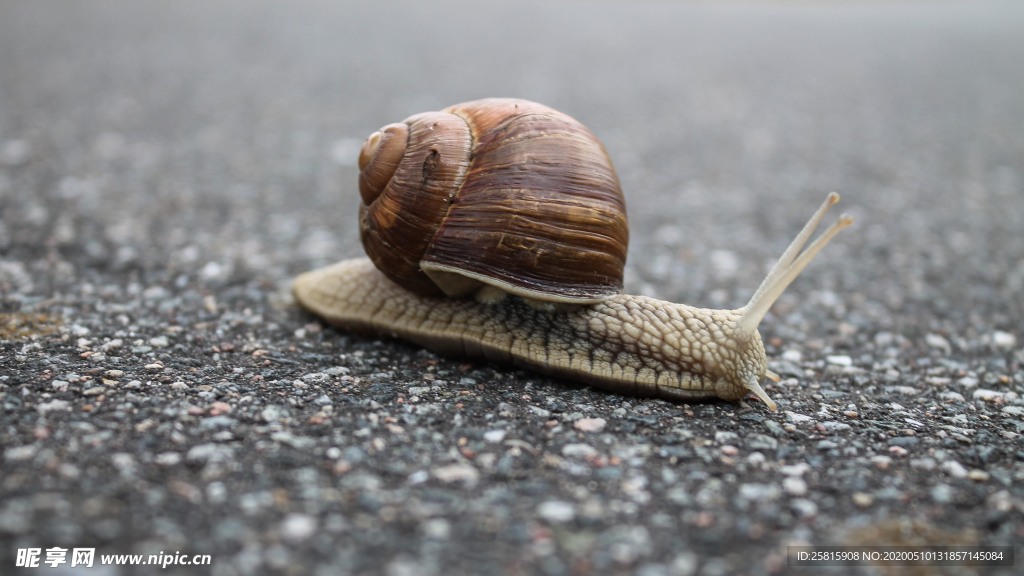 蜗牛微距图片