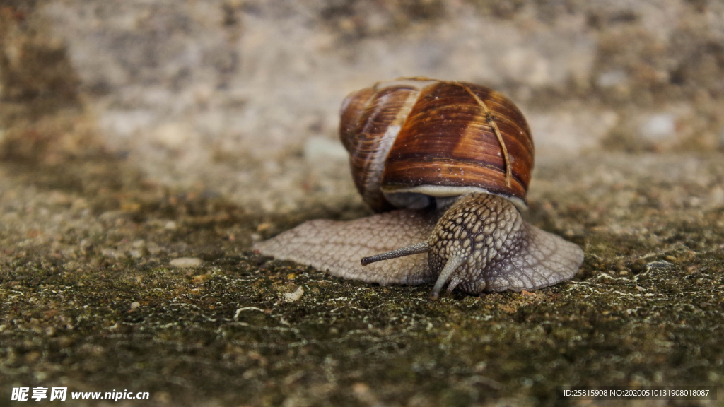 蜗牛微距图片