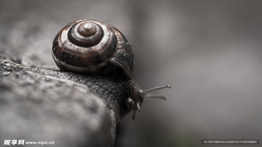 蜗牛微距图片