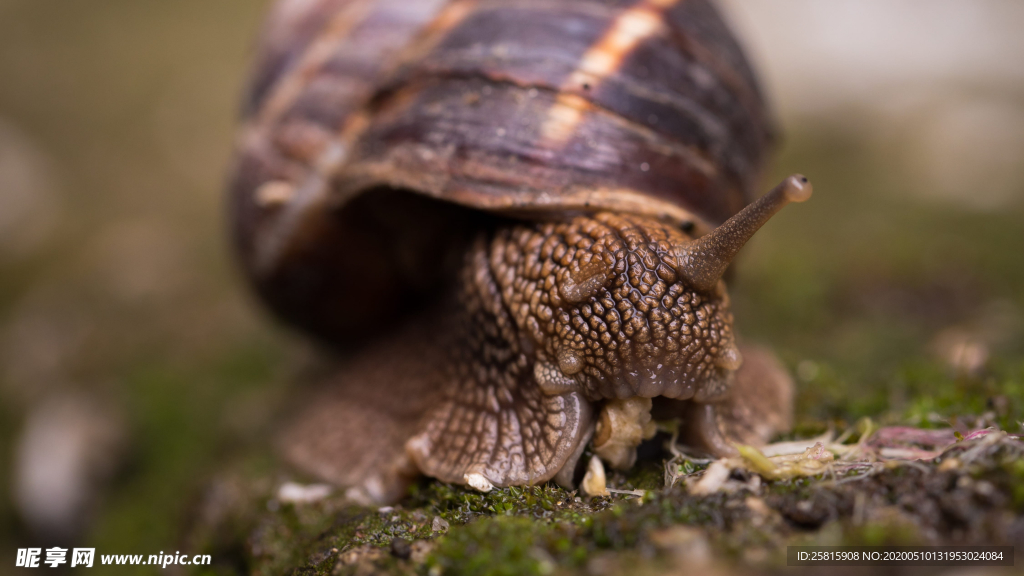 蜗牛微距图片