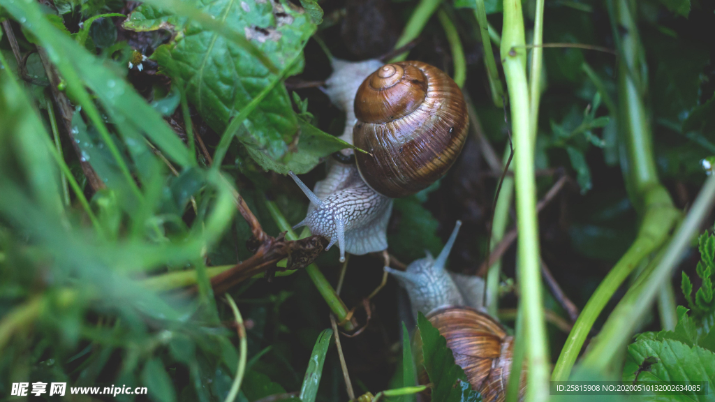 蜗牛微距图片