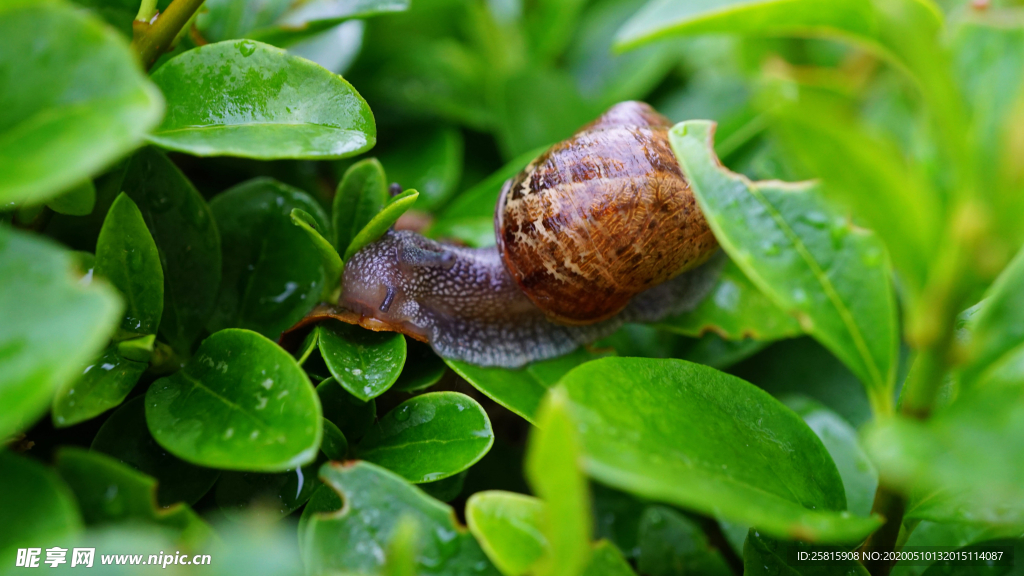 蜗牛微距图片