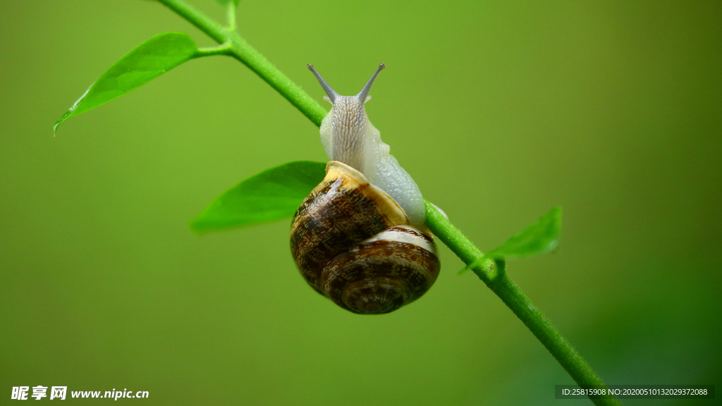 蜗牛微距图片