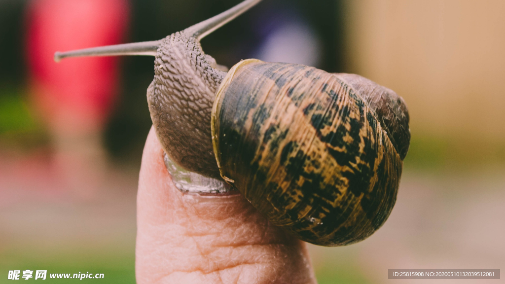 蜗牛微距图片