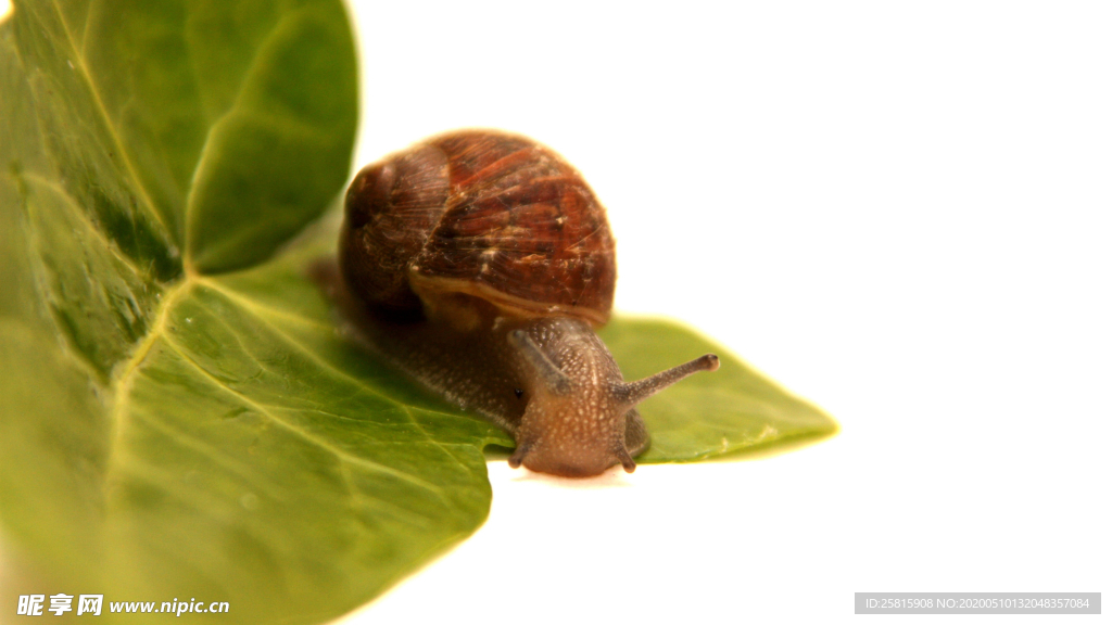 蜗牛微距图片