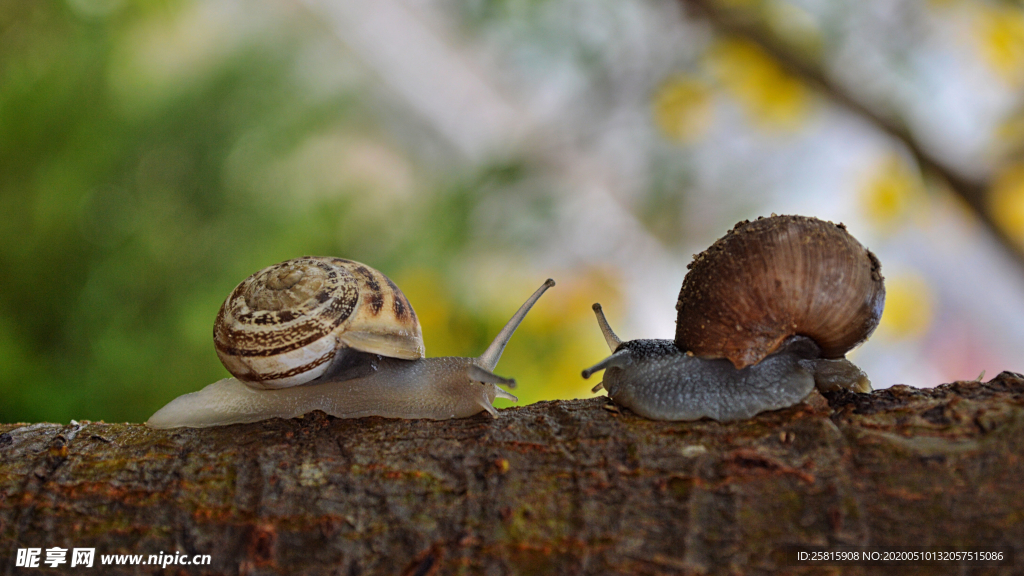 蜗牛微距图片