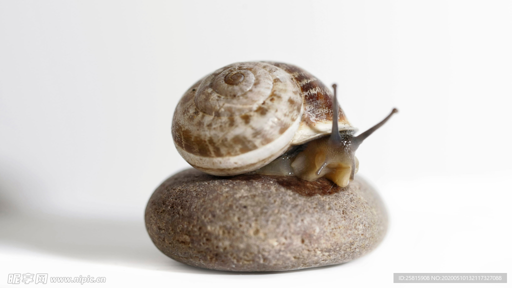 蜗牛微距图片