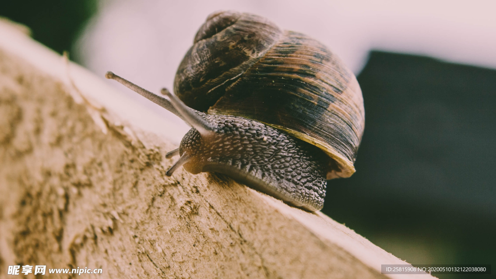 蜗牛微距图片