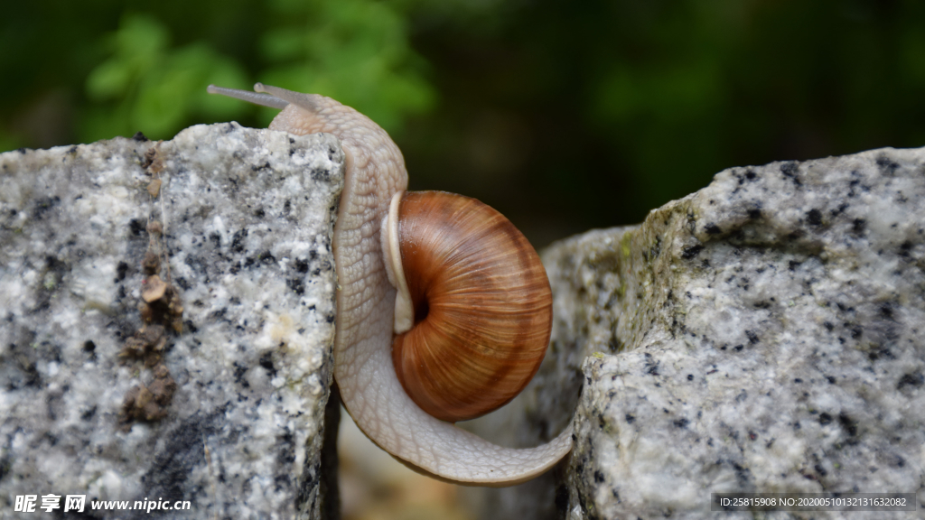 蜗牛微距图片