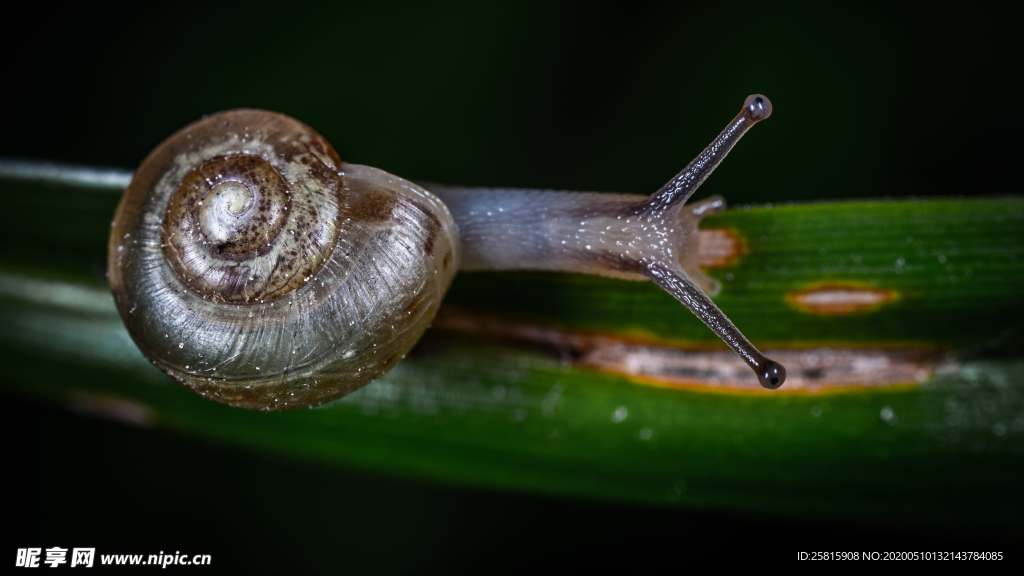 蜗牛微距图片
