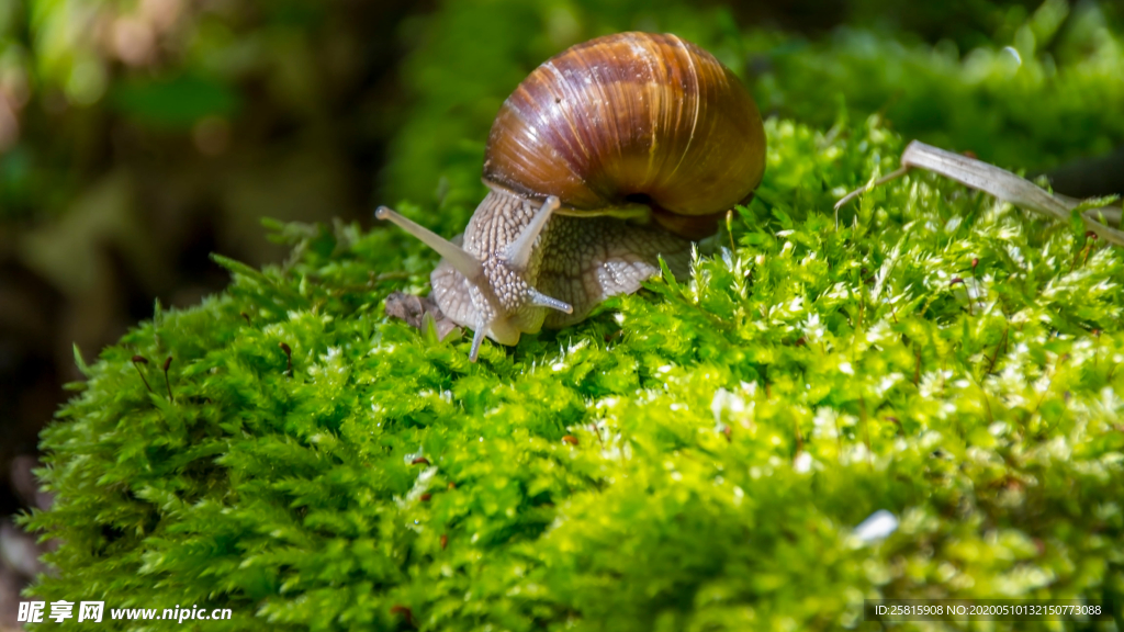 蜗牛微距图片