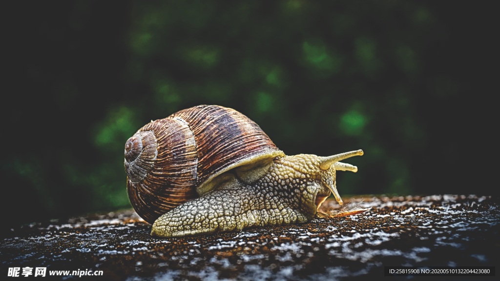 蜗牛微距图片