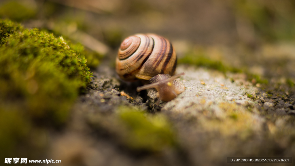 蜗牛微距图片