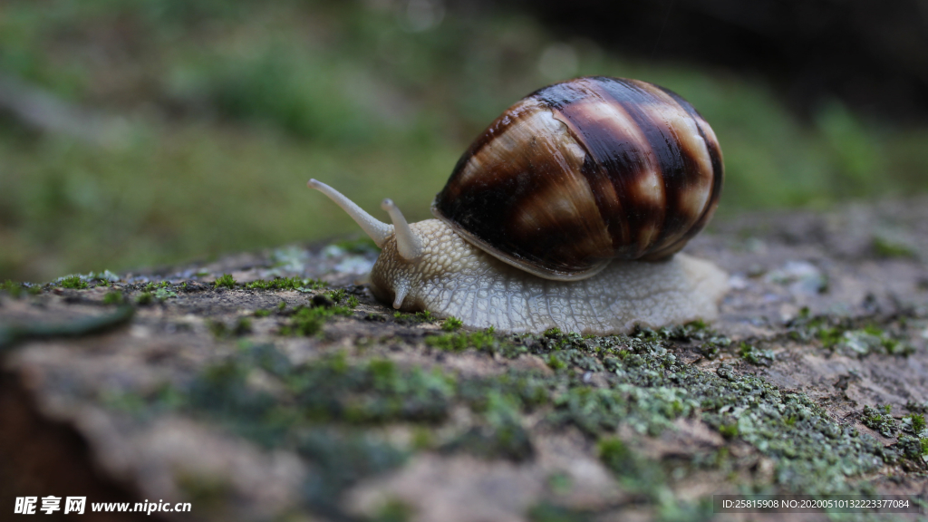 蜗牛微距图片