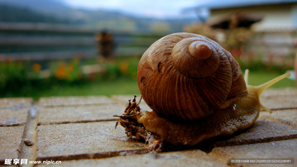 蜗牛微距图片