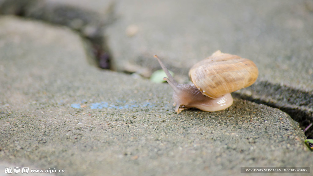 蜗牛微距图片