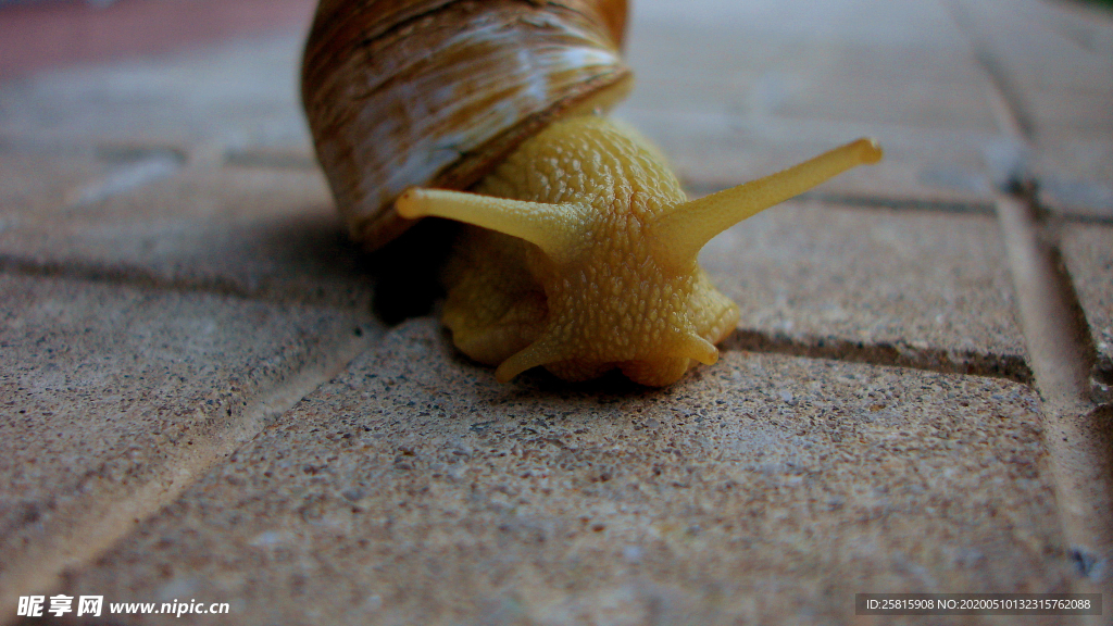 蜗牛微距图片