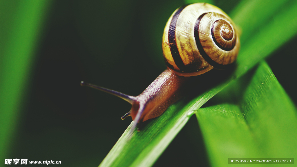 蜗牛微距图片