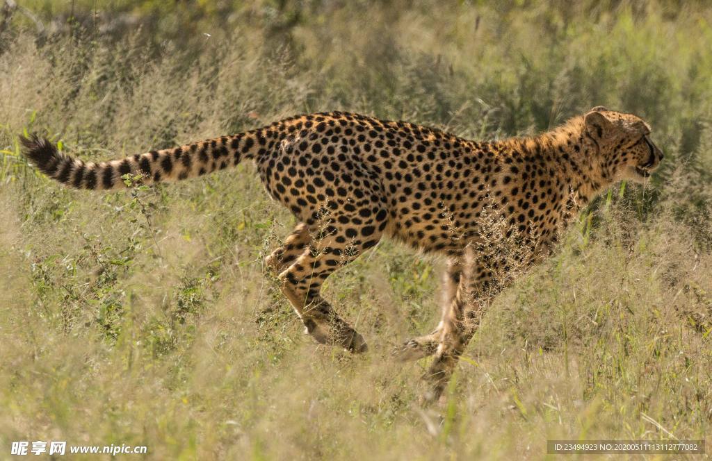 奔跑的豹子