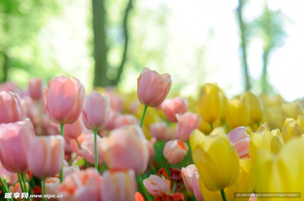 郁金香唯美图片