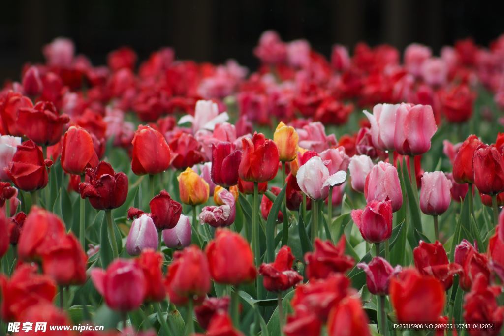 郁金香唯美图片