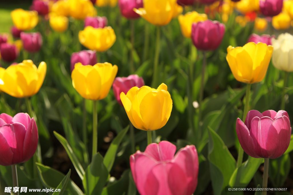 郁金香唯美图片