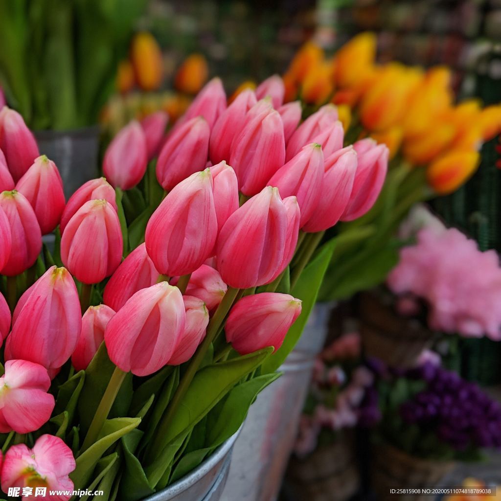 郁金香唯美图片